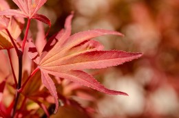 Japanese maple leaf