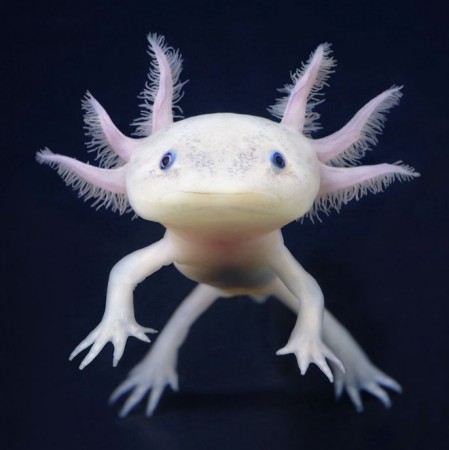 axolotl