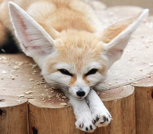 fennec fox