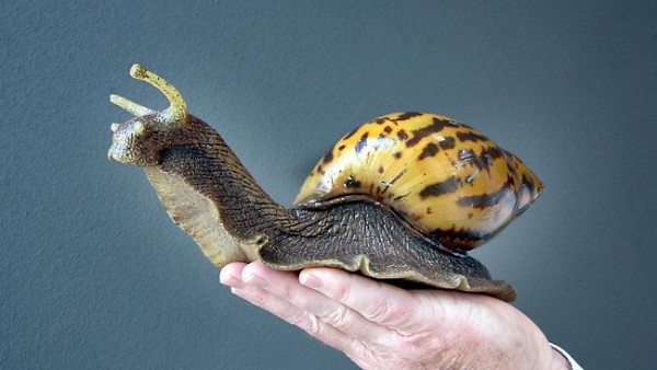 giantsnail