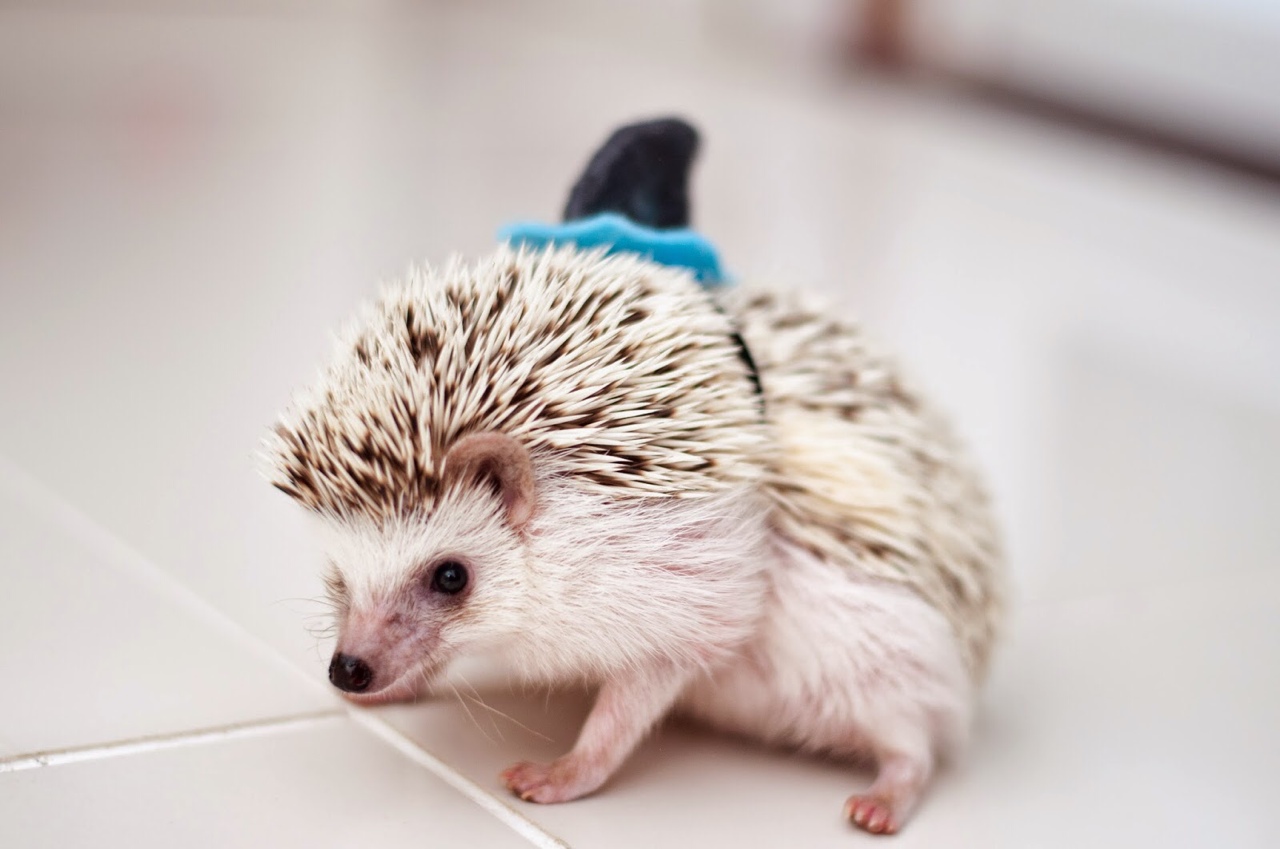 Weirdest Pets That You Can Actually Own 