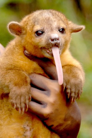 kinkajou