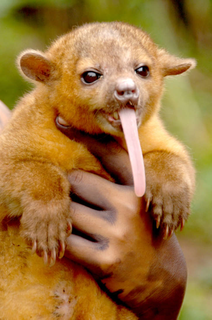 40 Rare And Unique Exotic Pets 2021 List Pethelpful