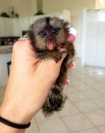 marmoset