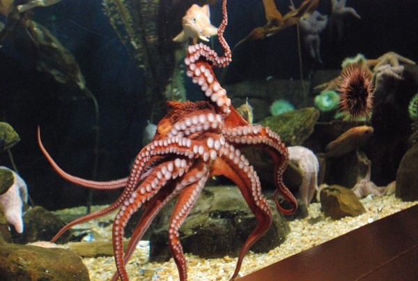 15 of the Weirdest Pets That You Can Actually Own in the