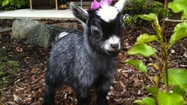 pygmy goat