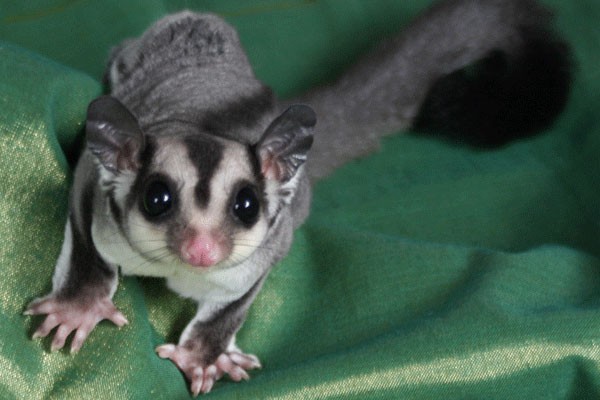 sugargliders