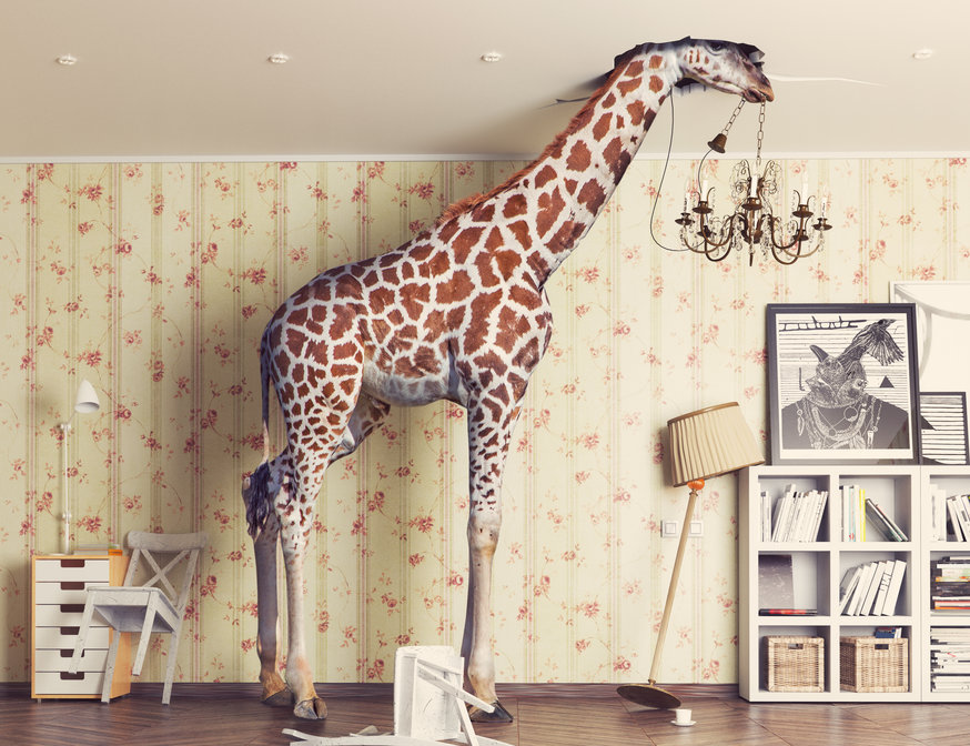 giraffe  in the living room