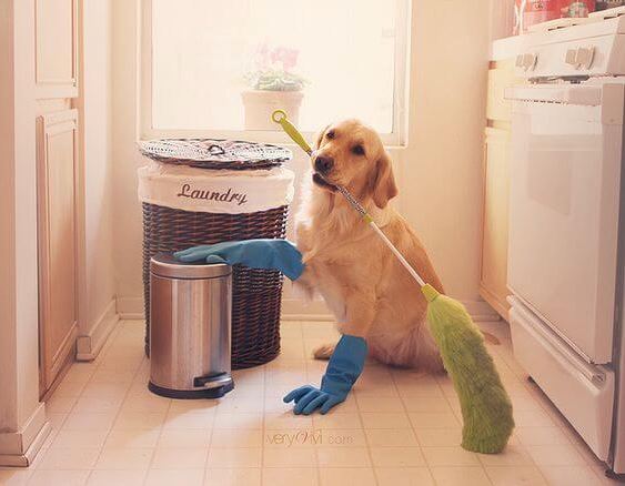 Quick Home Cleaning Tips for Pets | The House Shop Blog - Page 18729