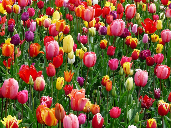 a field full of colorful tulips with green leaves