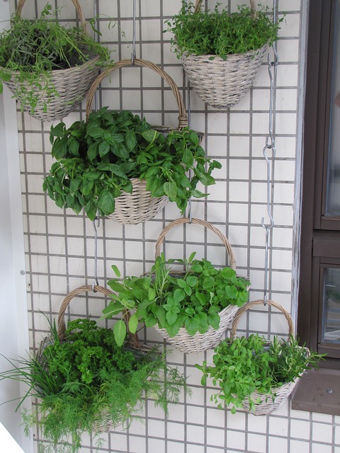 How to grow a herb garden in the kitchen