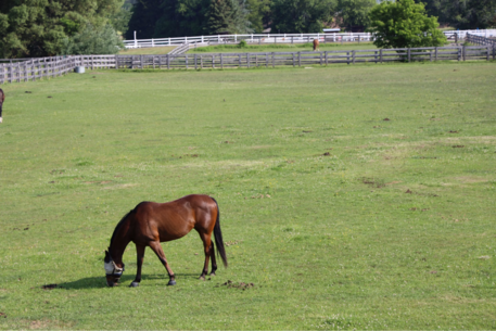 6 Factors to Consider When Buying a Horse Property